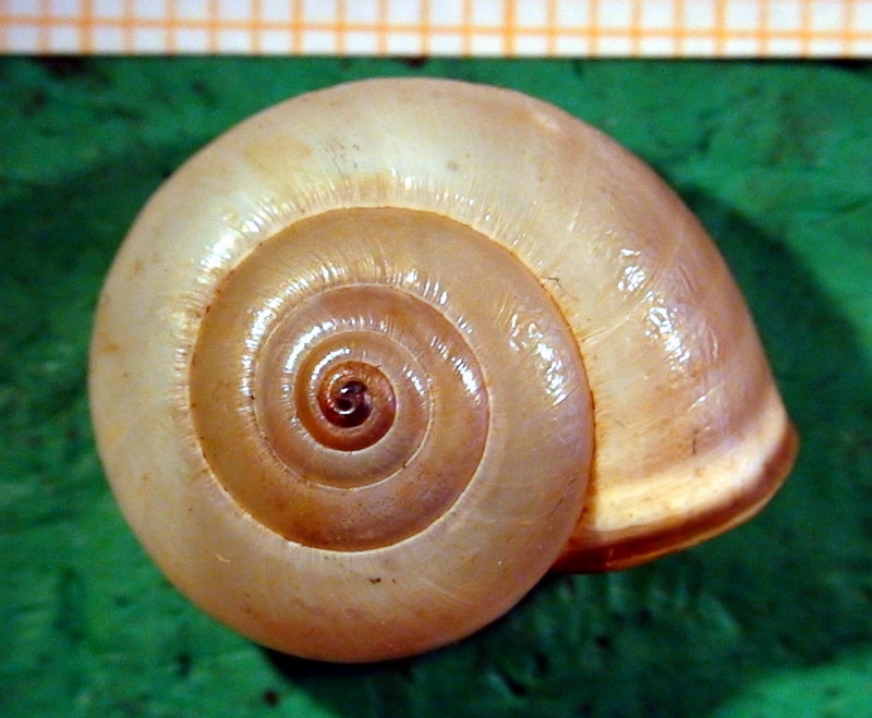 Monacha (Monacha) cartusiana (O.F. Mller, 1774)